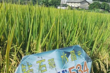 晶两优534和晶两优1377哪个好