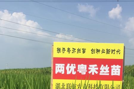 邦两优香丝苗特点