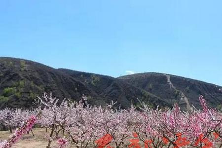 榆林桃花什么时候开