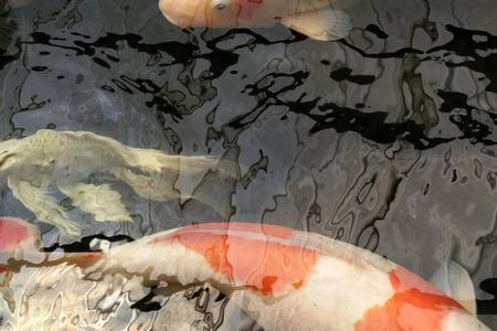 养蝴蝶锦鲤水中加盐比例