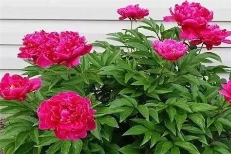芍药分根伤口怎么处理