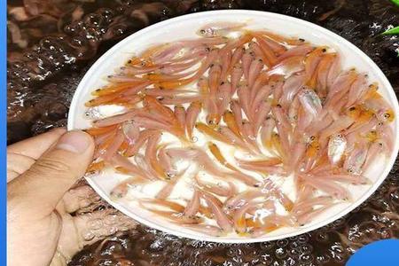 腊鱼和罗非鱼的区别