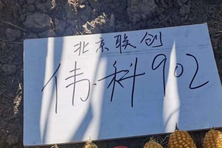 京科968和伟科966哪个好