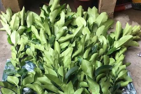 无籽柚子树苗怎样培育的