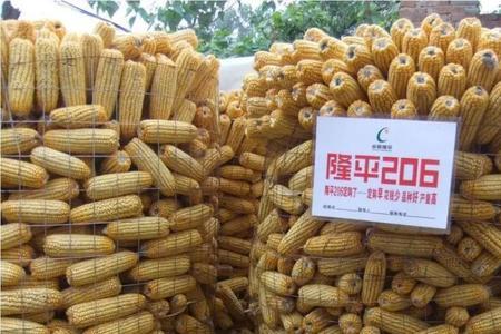 京科927玉米哪个公司的