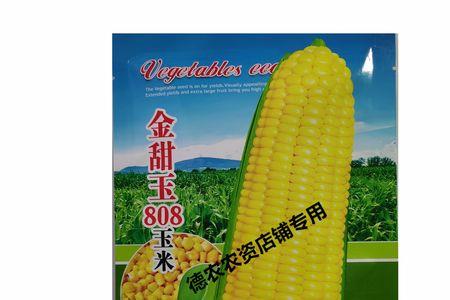 山西玉米种子哪个品种好
