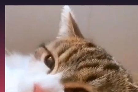 猫吃鱼为什么先吃鱼头