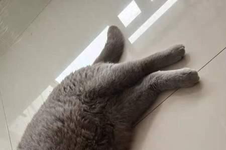 蓝猫为什么穿衣服不会走路