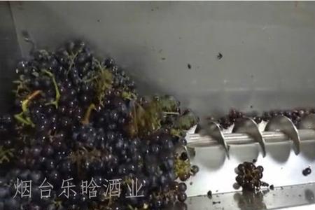 葡萄梗是什么
