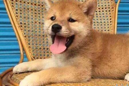 柴犬幼犬颜色怎么那么深