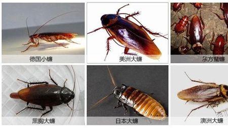 蟑螂能洗干净吗