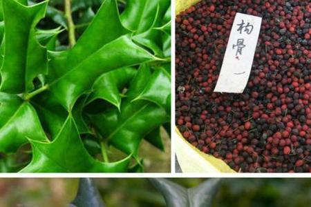 枸骨春天能发新叶吗