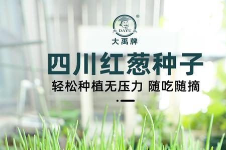 盆栽火葱的种植的最佳时间
