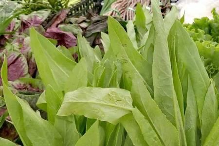 金玉兰菊苣室外怎么种植