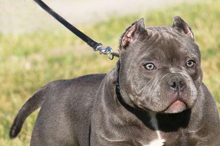 比特犬和恶霸犬哪个贵