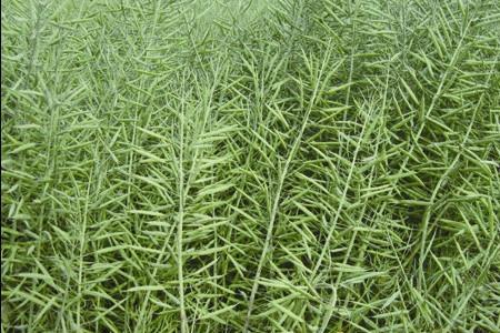 正中堂1号油菜产品介绍