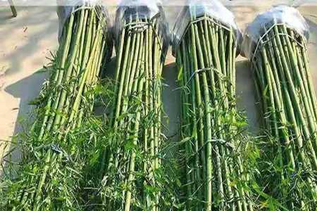 种植竹子怎样选苗