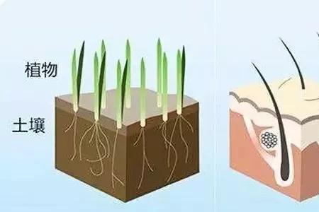 头发毛鳞片怎么闭合