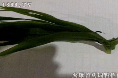 草鱼吃麦苗么