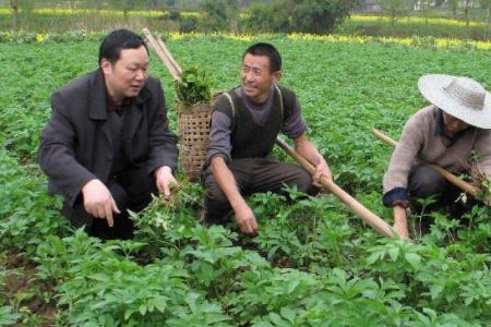 白芷种植覆盖地膜何时揭开