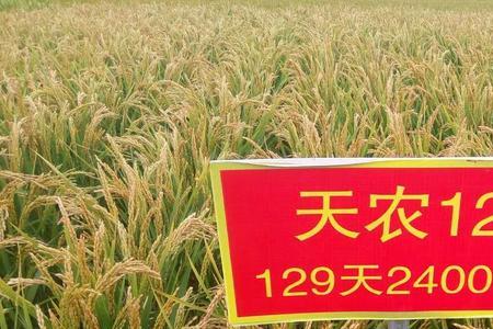 中研稻212品种介绍