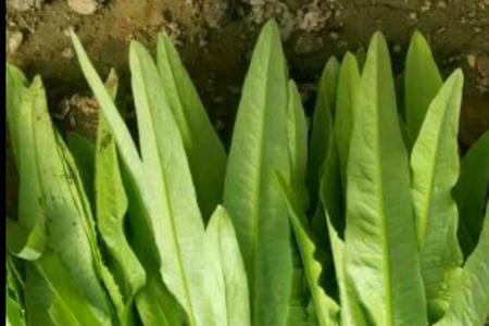 沈阳3月份能种植什么菜