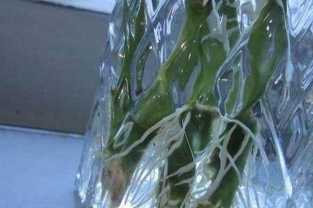 水杨酸腐蚀植物的根吗