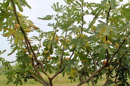 格莱斯无花果的优缺点