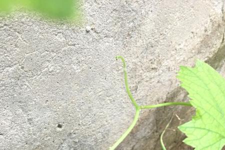 葡萄树上有白色小飞虫