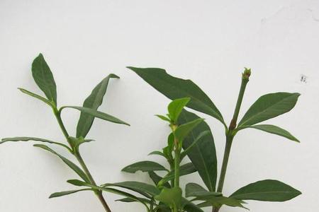 栀子花扦插多长时间可以移栽
