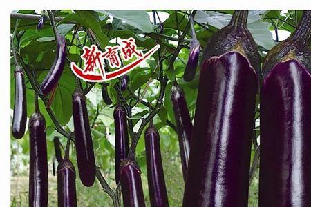 细长茄子品种介绍