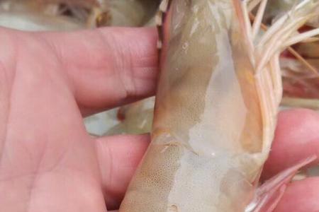 白刺虾和海卢虾区别