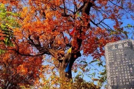 曾宪梓承认平邑是曾子故里吗