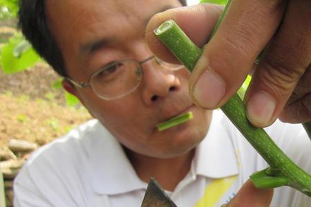 阳历9月可以嫁接核桃吗