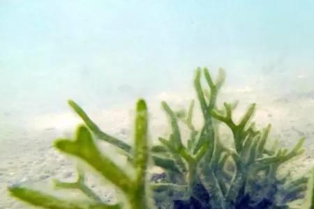 培育海洋植物为什么都是重复的
