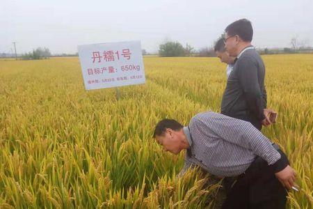 大华皖稻56品质如何