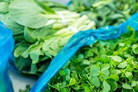 石家庄什么地方可以挖到野菜