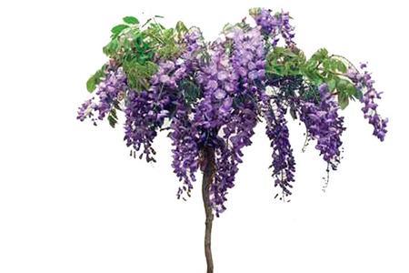 紫藤开花后移栽还能活吗