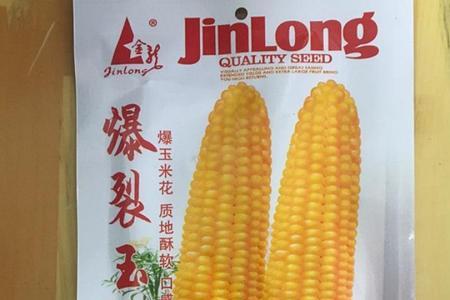 爆裂玉米种子能留种么