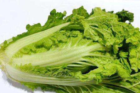 红叶白菜是什么品种菜