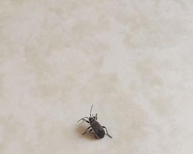 芒果在桌上会不会吸引蟑螂
