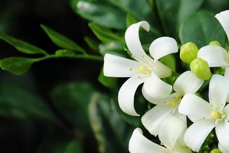 九里香花苞掉落是什么原因