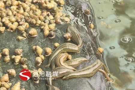 马黄养殖喂什么