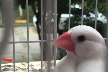 保姆鸟怎么分公母