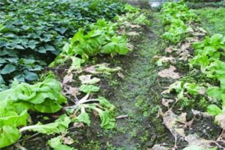 石灰水能治白菜烂根吗