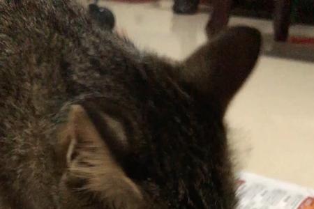 死虾可以喂猫吗