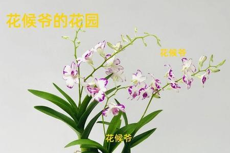 秋石斛兰耐多少低温