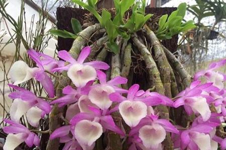 辣妹石斛花期