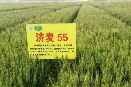 哪里有济麦70麦种