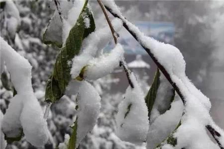 四季风雨雪分别是什么样的